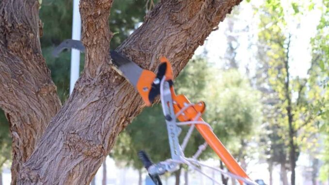 ¿Sabías que necesitas permiso para la tala y remoción de árboles en Chihuahua?