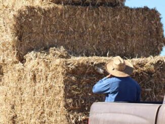 Beneficiará Gobierno del Estado a cerca de 8 mil productores con pacas de rastrojo