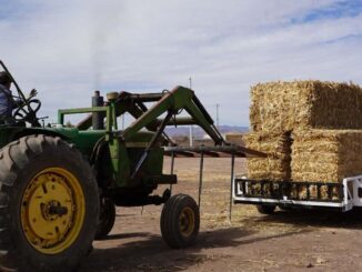 Ante falta de precipitaciones, entregan mil pacas de maíz rolado a zona rural del municipio