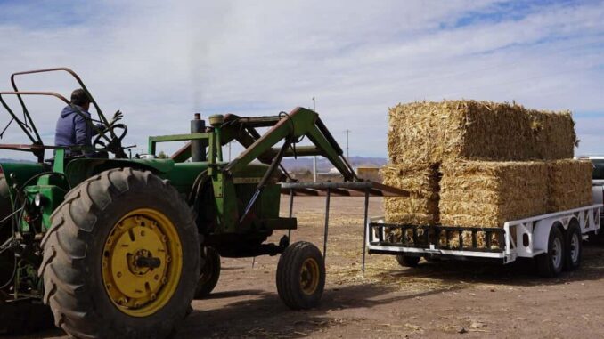 Ante falta de precipitaciones, entregan mil pacas de maíz rolado a zona rural del municipio