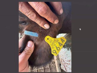 Capacitan a productores en el proceso de exportación de ganado tras reapertura de estación cuarentenaria San Jerónimo-Santa Teresa