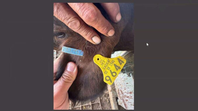Capacitan a productores en el proceso de exportación de ganado tras reapertura de estación cuarentenaria San Jerónimo-Santa Teresa