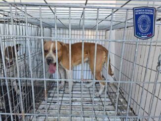 Rescató Fiscalía Norte 38 canes víctimas de maltrato animal durante febrero