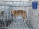 Rescató Fiscalía Norte 38 canes víctimas de maltrato animal durante febrero