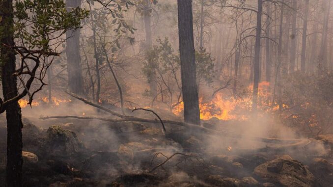 Incendio forestal en Moris sin riesgo para la población