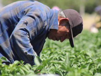 Invita SDR a participar en la convocatoria para adquirir semilla de pradera