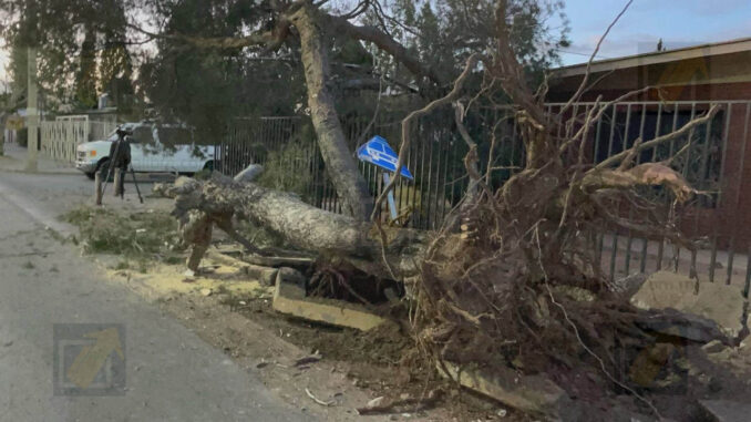 Derribo de árbol por tráiler provoca daños en avenida Mirador