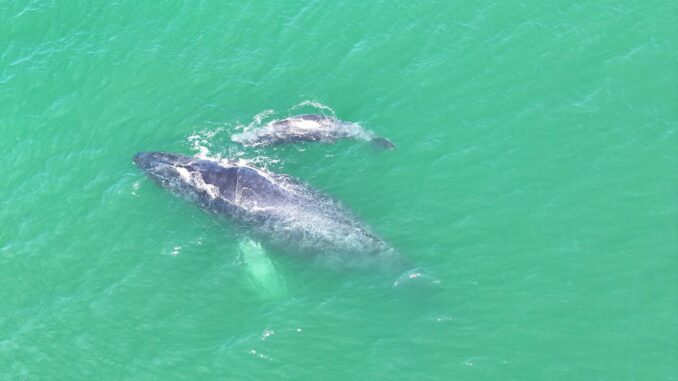 #Video Marina resguarda parto de ballena jorobada en Guerrero