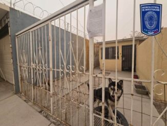 Rescató Fiscalía Zona Norte en marzo a 17 mascotas en situación de maltrato