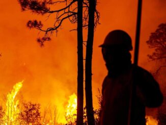 Despliegan a 224 combatientes para controlar 15 incendios forestales activos en la entidad