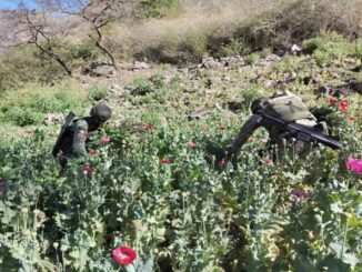 Ejército destruye 459 plantíos de amapola y 212 de mariguana