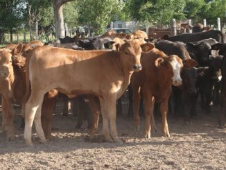 Ofrece Secretaría de Desarrollo Rural apoyo para adquirir sementales bovinos de rodeo