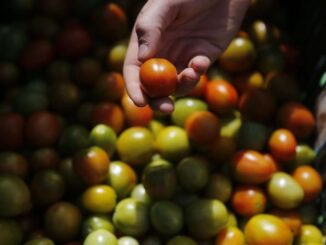 Cuotas a tomates mexicanos lo pagarán en EE.UU., no pueden sustituirnos: Berdegué