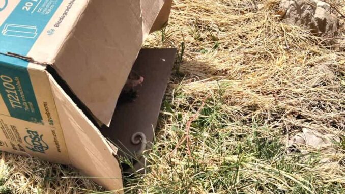 Rescatan y liberan a tlacuache en zona segura tras ser avistado cerca de zona urbana