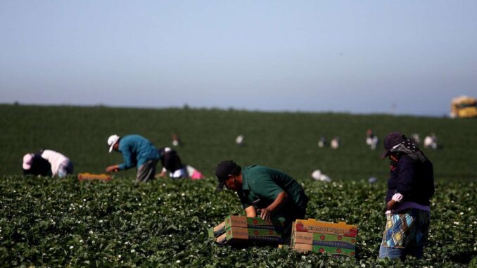 Sheinbaum subraya a Carney la importancia del T-MEC y las visas de trabajo para mexicanos