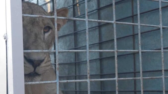 BioParc El Encanto albergará a más de 700 animales rescatados en Mazatlán