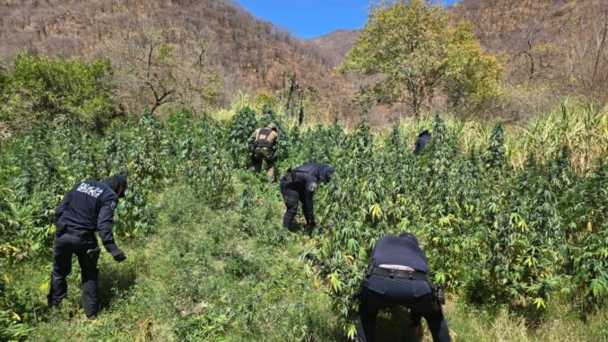 Localizan y destruyen plantío de marihuana en el municipio de Moris