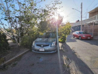 Árbol cae sobre vehículo en Infonavit Nacional a causa de fuertes vientos