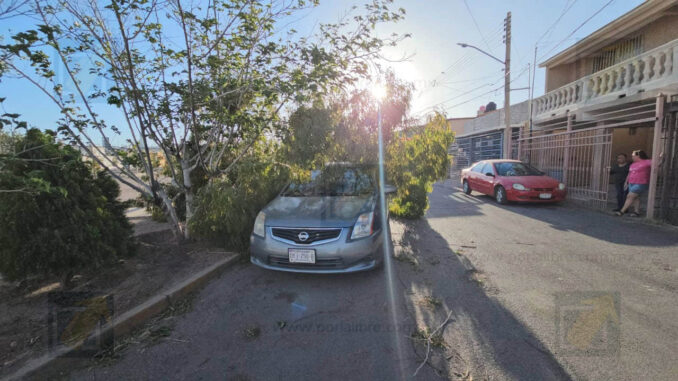 Árbol cae sobre vehículo en Infonavit Nacional a causa de fuertes vientos