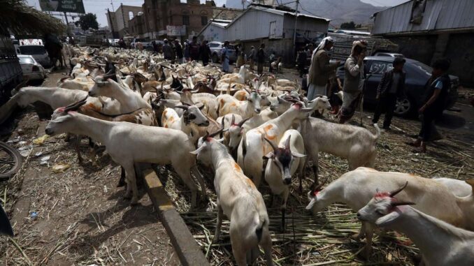 En Chihuahua hay 200 mil cabezas de ganado varadas por cierre de frontera