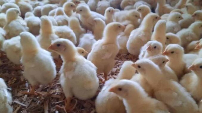 México suspende importación de productos avícolas de Brasil por influenza