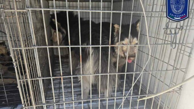 Durante cateos, rescató FGE 21 perritos en situación de maltrato en Cd. Juárez