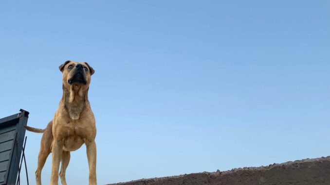 ¿Tener a tu perro en la azotea es maltrato? Informa Municipio al respecto