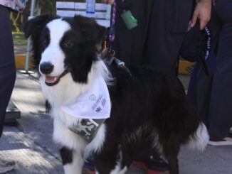 Comparte Municipio cómo identificar la omisión de cuidados o maltrato animal