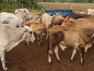 Industria de la carne prevé «inminente» reapertura de exportaciones a EE.UU.