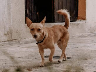Mascotas también requieren CURP; multa por no tramitarla es de 2 mil pesos