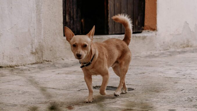 Mascotas también requieren CURP; multa por no tramitarla es de 2 mil pesos