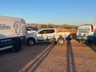 Recaban evidencia y testimonios en caso de cachorros cubiertos con chapopote