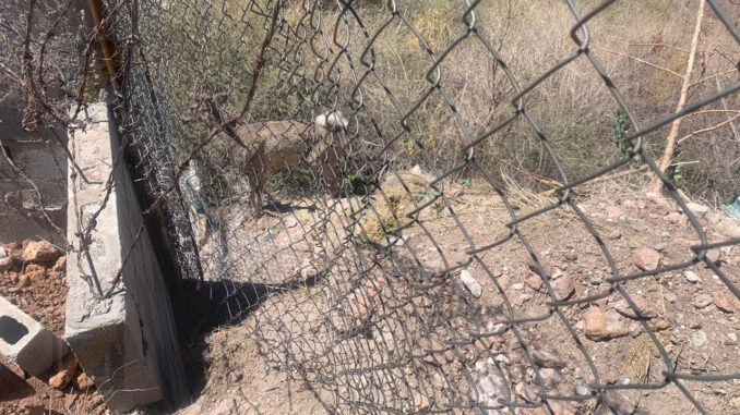 Venado queda atrapado en cerco y es rescatado por bomberos en zona habitacional