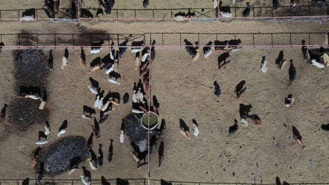 Agricultura hablará con EE.UU. sobre ganado y campaña contra el gusano barrenador