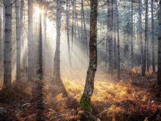 México toma medidas para productos que requieren regulación de la UE contra deforestación