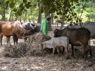 Suman cuatro casos de miasis por gusano barrenador en humanos en México