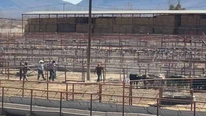 Listas para cruzar a la frontera las primeras 70 mil cabezas de ganado