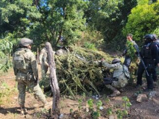 Destruye célula BOI más de 6 mil plantas de marihuana en Moris