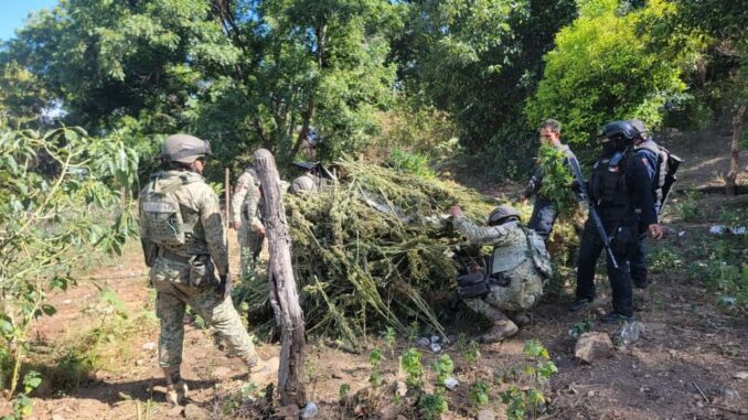 Destruye célula BOI más de 6 mil plantas de marihuana en Moris