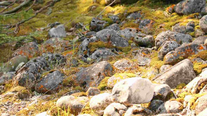 México y Cuba sellan una alianza para proteger y estudiar sus reservas de biosfera