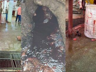 Señalan riesgo sanitario por desechos sin control en rastro municipal de Juárez; autoridades ausentes