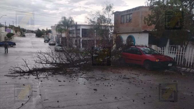 Cae árbol de gran tamaño sobre vehículo y barandal en la colonia Lealtad I