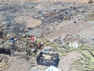 Rescatan a nueve cachorros abandonados en baldío