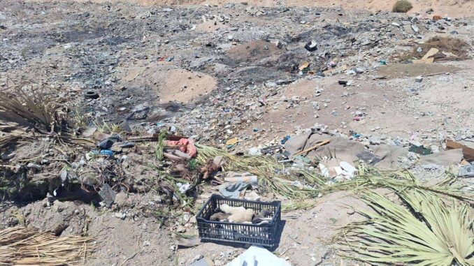 Rescatan a nueve cachorros abandonados en baldío