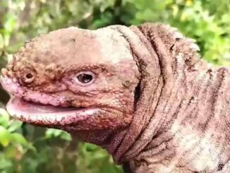 Hallan en Galápagos a dos crías de iguana rosada, especie en peligro crítico de extinción
