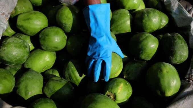 Hallan más de 23 millones en metanfetamina en cargamento de papaya proveniente de México