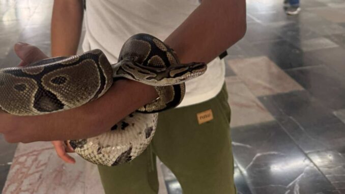 Sorprenden a menor en posesión de una serpiente en el Metro CDMX