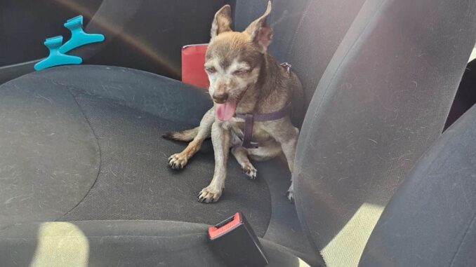 Tres perritos Chihuahua permanecen encerrados en auto frente a un hotel desde ayer