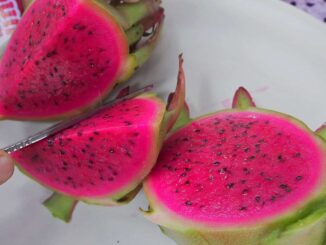 Productores de Oaxaca apuestan por cultivo de la pitahaya para arraigar a juventud