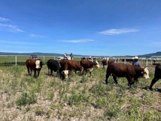 Entregan más de 180 toros a productores de distintas regiones del estado